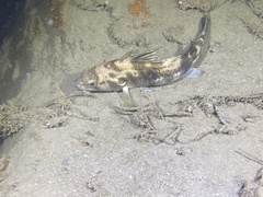 Paralabrax nebulifer