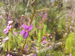 Stylidium laricifolium