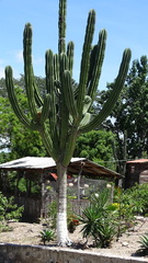 Pachycereus pecten-aboriginum