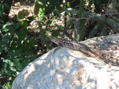 Sceloporus magister