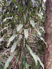 Dracaena fragrans