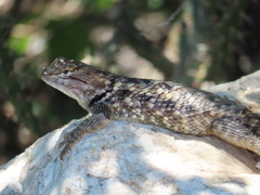Sceloporus magister