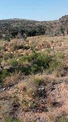Euclea linearis