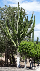Pachycereus pecten-aboriginum