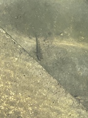 Acanthogobius flavimanus