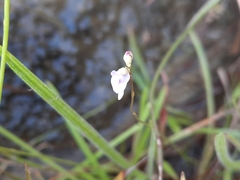 Utricularia caerulea