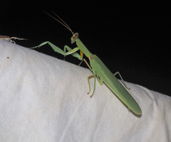 Orthodera