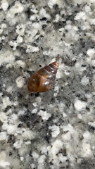 Cochlicopa lubrica