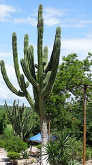 Pachycereus pecten-aboriginum