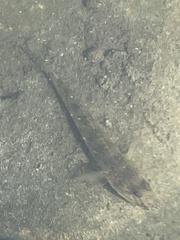 Acanthogobius flavimanus