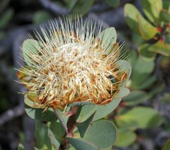 Protea glabra