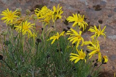Euryops speciosissimus