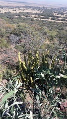 Cussonia transvaalensis