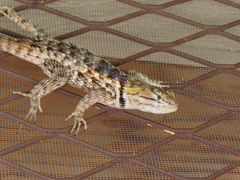 Sceloporus magister