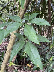 Syngonium