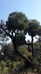 Cussonia transvaalensis