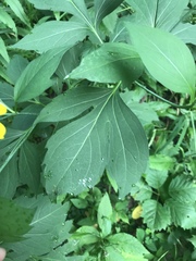Rudbeckia laciniata