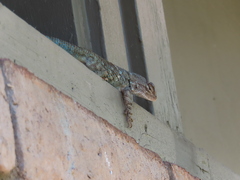 Sceloporus clarkii