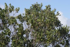 Hyaenanche globosa