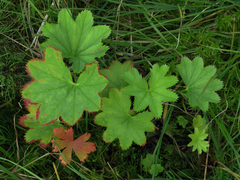 Alchemilla glomerulans