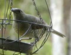 Ptilonorhynchus violaceus