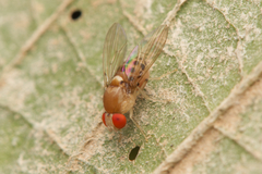 Drosophilidae