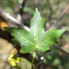 Acer grandidentatum
