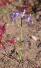 Moraea tripetala