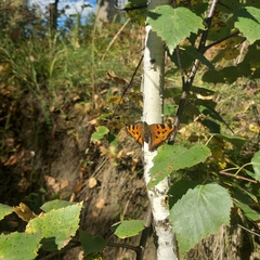 Nymphalis xanthomelas