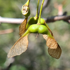 Acer grandidentatum
