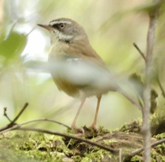 Sericornis frontalis