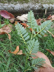 Phyllanthus urinaria hookeri