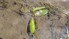 Potamogeton nodosus
