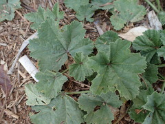 Malva