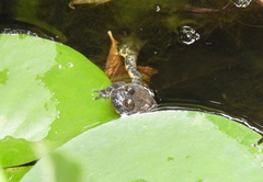 Bombina variegata