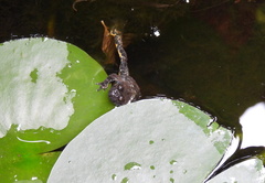 Bombina variegata