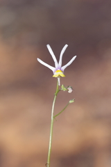 Nemesia cheiranthus
