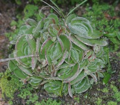 Crassula tomentosa