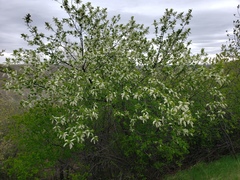 Prunus virginiana