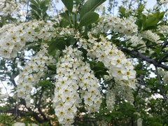 Prunus virginiana