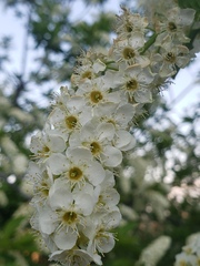 Prunus virginiana