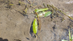 Potamogeton nodosus