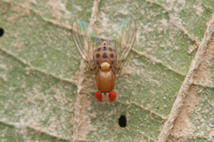 Drosophilidae