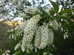 Prunus virginiana