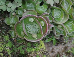 Crassula tomentosa