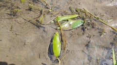 Potamogeton nodosus