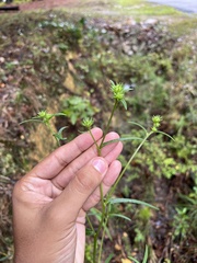 Helianthus angustifolius