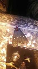 Taicallimorpha albipuncta