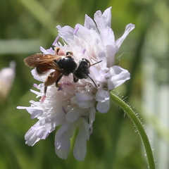 Andrena hattorfiana