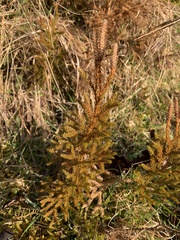 Austrolycopodium fastigiatum